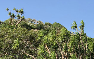 Dracaena cochinchinensis, growth erect and not exhibiting anemomorphosis due to the apex protection by the sheathing leaves characteristic of Monocots, Nui Chua NP, Vietnam
