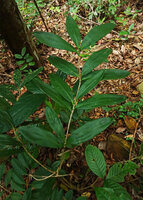 Dracaena elliptica, plagiotropic stem with tiers of 3 to 4 leaves separated by some cataphylls along the stem thus avoiding self shading of the leaves, Pulau Gaya, Sabah, Borneo