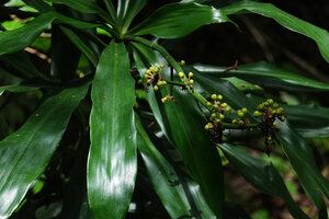 Dracaena fragrans, fruiting panicle, Amani, 1000 m asl, East Usambara, Tanzania