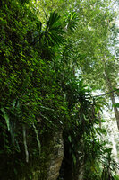 Dracaena fragrans hanging from a gneiss cliff,  Emau Hill, Amani, East Usambara, Tanzania