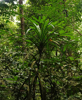 Dracaena granulata, Bukit Timah, Singapore