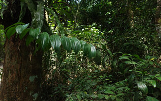 Dracaena laxissima, lateral plagiotropic branch, Ngezi FR, Pemba, Tanzania