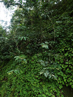Dracaena laxissima, long hanging flowering stems above a dense population of Streptocarpus ionanthus subsp. grotei, Emau Hill, Amani, East Usambara, Tanzania