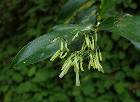 Dracaena laxissima, terminal inflorescence, Emau Hill, Amani, East Usambara, Tanzania