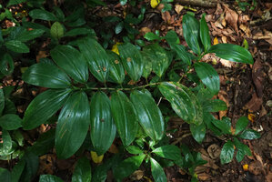 Dracaena laxissima, wide shiny plain green distichous leaves along a plagiotropic branch, Ngezi FR, Pemba, Tanzania