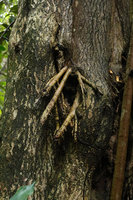 Dracaena maingayi, aerial roots emerging from a trunk wound, Bukit Timah, Singapore