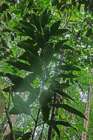 Dracaena maingayi, leafy stem, Bukit Timah, Singapore