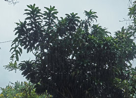 Dracaena maingayi reaching the lower forest canopy, rainy day, Bukit Timah, Singapore