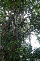 Dracaena maingayi, trunk and main branches, Bukit Timah, Singapore