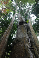 Dracaena maingayi trunk, Bukit Timah, Singapore