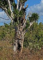 Dracaena multiflora, a heavily traumatised individual in an open area regularly subject to fire, Com area, Nino Konis Santana NP, Timor-Leste