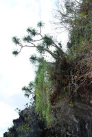 Dracaena multiflora and Cynanchum viminale, El Nido, Palawan, Philippines