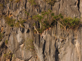 Dracaena multiflora and Paphiopedilum philippinense , El Nido, Palawan, Philippines