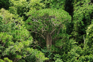 Dracaena multiflora, an individual with many aerial roots, Quezon, Palawan, Philippines