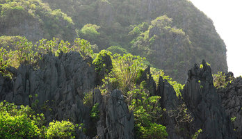 Dracaena multiflora at the top of karst needles, El Nido Palawan, Philippines