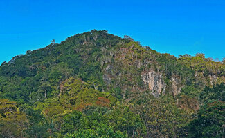 Dracaena multiflora, dense population on the vertical surfaces of a karst tower, the other slopy areas covered with partly deciduous forest, Tutuala, Nino Konis Santana NP, Timor-Leste