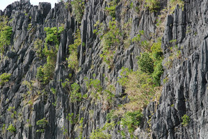 Dracaena multiflora, dense population on vertical karst cliff, El Nido, Palawan, Philippines