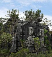 Dracaena multiflora, flowering and non flowering individuals at the top of a karst tower, Rammang Rammang, Maros, South Sulawesi