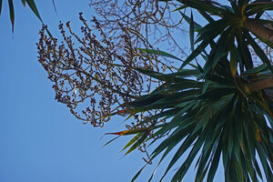 Dracaena multiflora, infructescence, Ossu, Timor-Leste