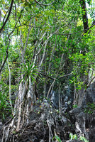 Dracaena multiflora, multi-stemmed bases on karst, Sabang, Palawan, Philippines