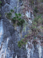Dracaena multiflora, Paphiopedilum philippinense, Drynaria quercifolia and Sarcostemma viminale, El Nido, Palawan, Philippines