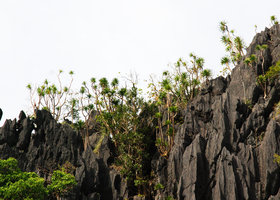 Dracaena multiflora, population of multi-stemmed individuals on vertical karst needles cliff, El Nido Palawan, Philippines