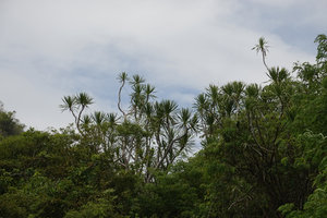 Dracaena multiflora, Rammang Rammang, Maros, South Sulawesi