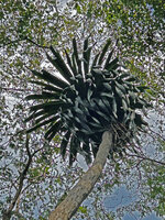 Dracaena multiflora, softly recurved leaves in forest understory, Tutuala, Nino Konis Santana NP, Timor-Leste