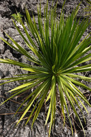 Dracaena multiflora, terminal leaf rosette, Rammang Rammang, Maros, South Sulawesi