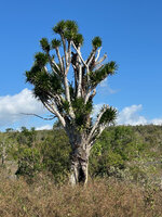 Dracaena multiflora, the only individual tree persisting in a degraded area close to the Com city, most branches partly cut by villagers, Nino Konis Santana NP, Timor-Leste