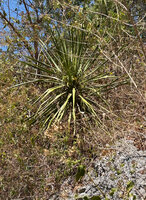 Dracaena multiflora, young individual on exposed karst with recurved leaves due to the dry season, Parlamento, Timor-Leste