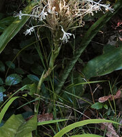 Dracaena pethera (syn. Sansevieria kirkii), linflorescence peduncle bearing successive foliaceous bracts, Kimboza FR, Uluguru Mts, Tanzania