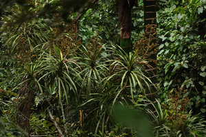 Dracaena borneensis, very Cordyline looking, in cloud forest understory, maturing infructescences, Wara Barat, Palopo, South Sulawesi
