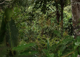 Dracaena borneensis in cloud forest understory, Wara Barat, Palopo, South Sulawesi