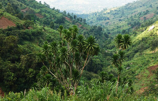 Dracaena steudneri as a survivor in a recently deforested area, way to Bondwa Peak, 1100 m asl, Uluguru Mts, Tanzania