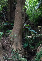 Dracaena steudneri, base of the trunk, way to Bondwa Peak, 1100 m asl, Uluguru Mts, Tanzania