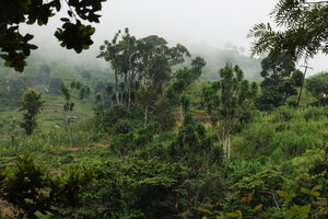 Dracaena steudneri, one of the very few species preserved after the recent destruction of a forest patch, way to Bondwa Peak, 1100 m asl, Uluguru Mts, Tanzania