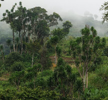 Dracaena steudneri, one of the very few tree species preserved after the recent destruction of a forest patch, way to Bondwa Peak, 1100 m asl, Uluguru Mts, Tanzania