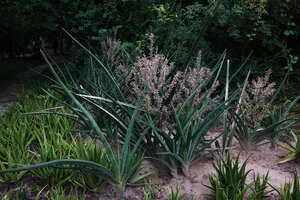 Dracaena (syn. Sansevieria) perrotii flowering in the Mbuyuni Farm Retreat garden, Morogoro, Tanzania