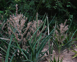 Dracaena (syn. Sansevieria) perrotii in the Mbuyuni Farm Retreat garden, branched paniculate inflorescences, Morogoro, Tanzania