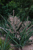 Dracaena (syn. Sansevieria) perrotii in a garden, paniculate inflorescences, Morogoro, Tanzania