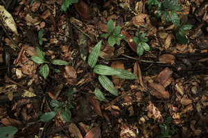 Dracaena tholloniana with outstanding bright silver and dark green stripes, Ebodje, Campo, Cameroon