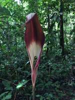 Dracontium spruceanum, Amacayacu NP, Leticia, Colombia