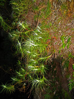 Dracophyllum secundum, Blue Mountains, NSW, Australia