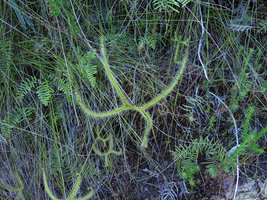 Drosera binata on a wet rock face, Blue Mountains, NSW, Australia