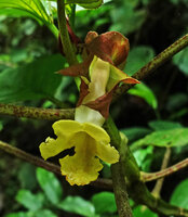 Drymonia cf. macrophylla, calyx and corolla with inflated upper part of the tube, Mashpi FR, Pichincha, Ecuador