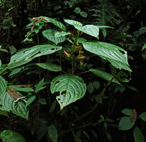 Drymonia cf. macrophylla, flowering leafy stem, Mashpi FR, Pichincha, Ecuador