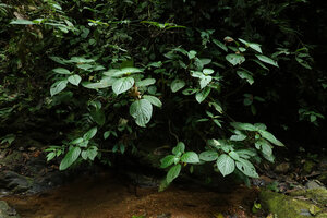 Drymonia cf. macrophylla on banks along a forest stream, Mashpi FR, Pichincha, Ecuador