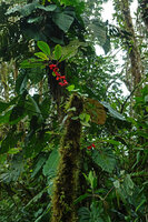 Drymonia teuscheri as a low epiphyte on mossy tree trunk, Mashpi FR, Pichincha, Ecuador