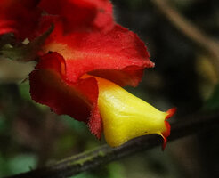 Drymonia teuscheri, calyx and corolla, Mashpi FR, Pichincha, Ecuador